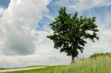 Tepenin üzerinde ağaç doğa ve yaz hava güzelliği bir bulutlu gökyüzü altında