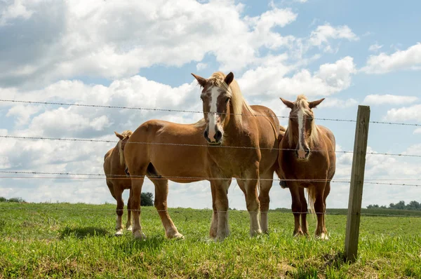 牧场围栏外的马匹 — 图库照片