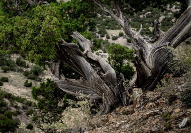 Bristlecone Çam ağaç kütüğü