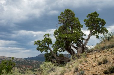 Bristlecone çam ağacı fırtınalı gökyüzü altında