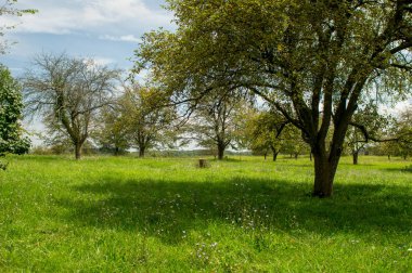 Meyve bahçesinde yaz