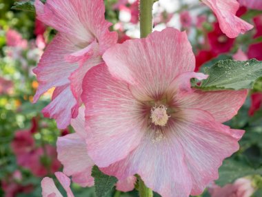 Hollyhocks fıçı tahtası üzerinde arka plan döken