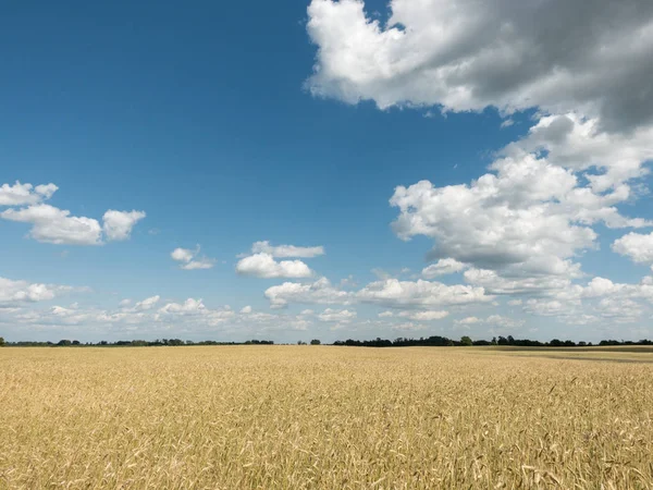 Tarweveld — Stockfoto