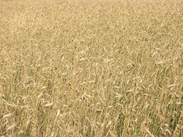 Champ de blé — Photo