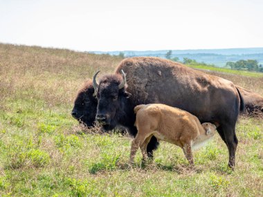 Amerikan Bufalo Dana İçiyor