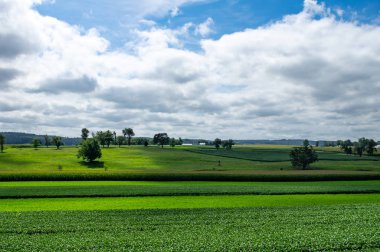 Kırsal bölgedeki yemyeşil tarlalar