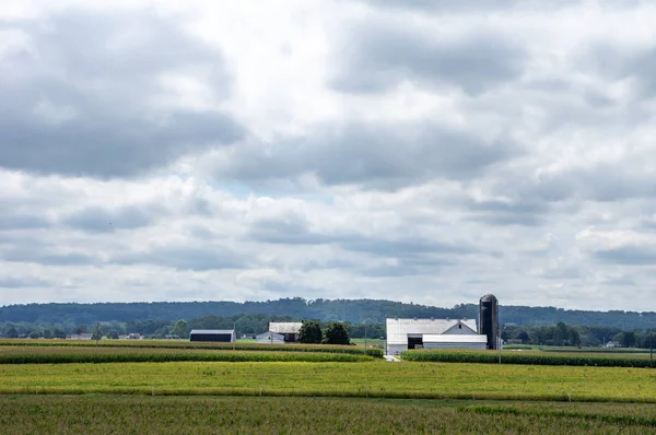 Lush Green Farmland no Campo Rural — Fotografia de Stock