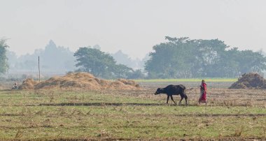 Su Bufalosu Yürüyen Kadın