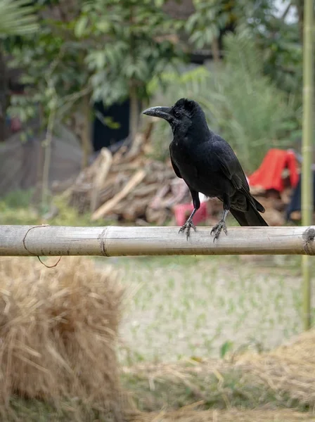 Corvo sentado no trilho de bambu — Fotografia de Stock