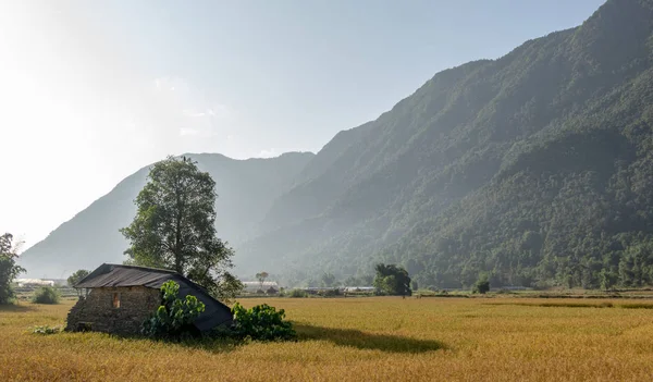 Casa en ruinas en un campo de arroz — Foto de Stock
