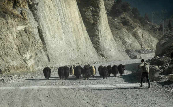 Yaks on the Road