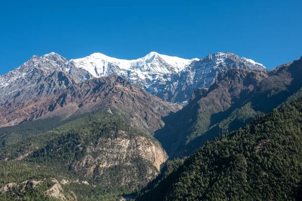 Pine Covered Hills och Snow Peaks — Stockfoto