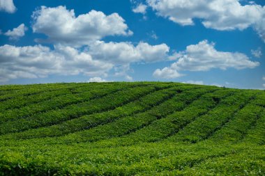 Endonezya 'nın güzel çay tarlaları Bulutlu gökyüzünün altında.