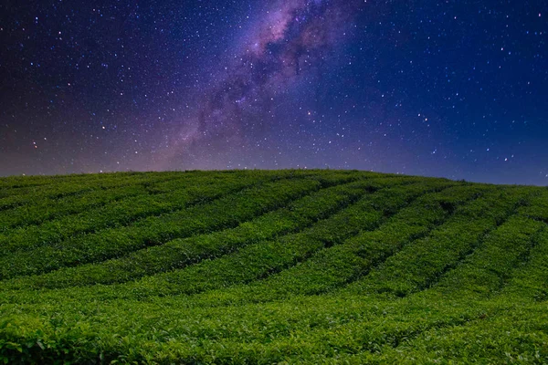 Melkweg Boven Weelderige Groene Theevelden Van Indonesië — Stockfoto