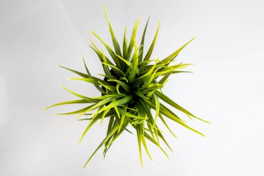 Yukarıdan beyaz bir masada yeşil bir bitkinin yüksek açılı görüntüsü.