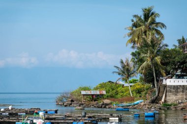 Endonezya 'da Toba Gölü kıyısında duran bazı palmiye ağaçları.