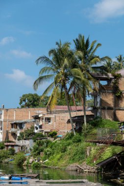 Endonezya 'da Toba Gölü kıyısında duran bazı palmiye ağaçları.
