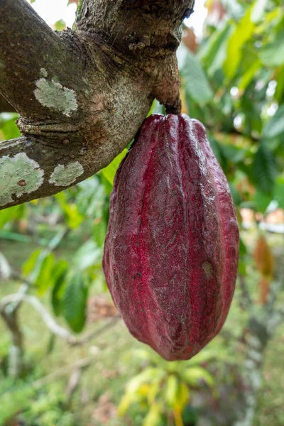 A cocoa tree with raw cocoa bean pods hanging from the branches.