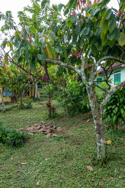 A cocoa tree with raw cocoa bean pods hanging from the branches.