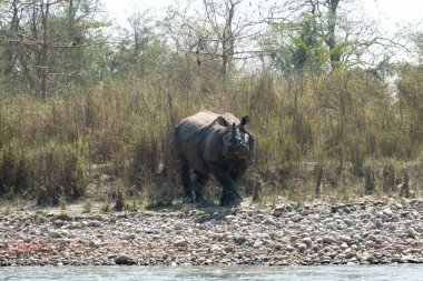 Nepal 'deki Chitwan Ulusal Parkı' nda nesli tükenmekte olan boynuzlu bir gergedan..