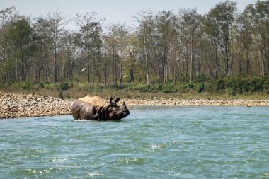 Nepal 'deki Chitwan Ulusal Parkı' nda nesli tükenmekte olan boynuzlu bir gergedan..