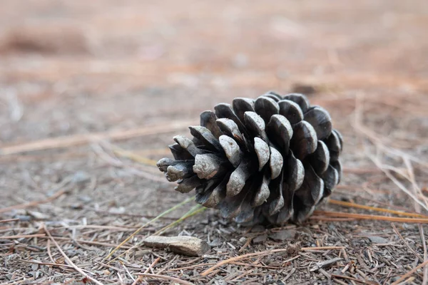 One Lone Pine Cone Lying Forest Floor — Stock Photo, Image