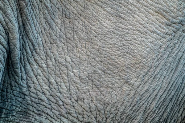 Nahaufnahme Der Faltigen Haut Der Seite Eines Elefanten — Stockfoto