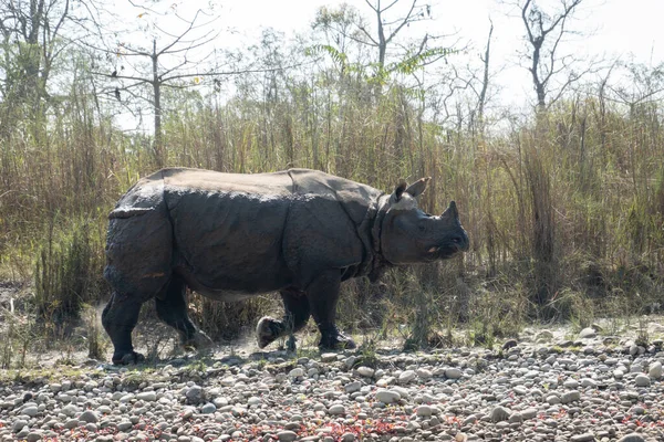 Endangered One Horned Rhinoceros Chitwan National Park Nepal — Stock Photo, Image