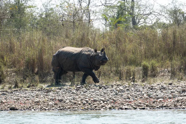 Rinoceronte Com Chifres Ameaçado Parque Nacional Chitwan Nepal — Fotografia de Stock