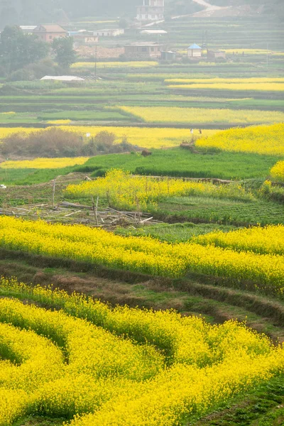 Piękne Żółte Rośliny Gorczycy Sprawia Krajobraz Nepalu Bardzo Piękne — Zdjęcie stockowe