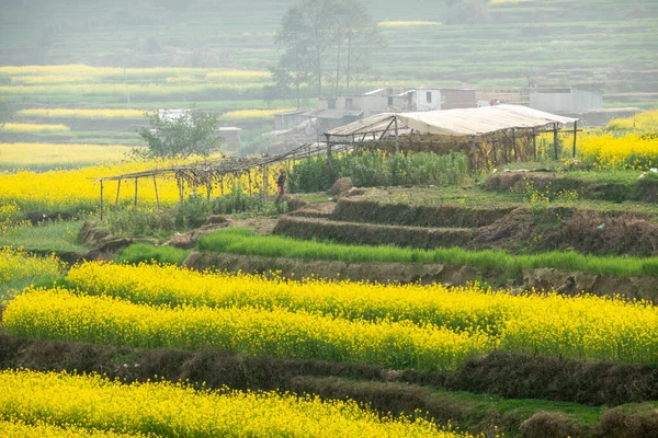 Beautiful Yellow Mustard Plants Making Countryside Nepal Very Beautiful — Stock Photo, Image