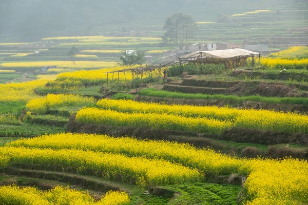 Beautiful Yellow Mustard Plants Making Countryside Nepal Very Beautiful — Stock Photo, Image