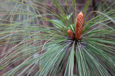 Ormandaki bir çam ağacının dalından çıkan çam iğneleri..