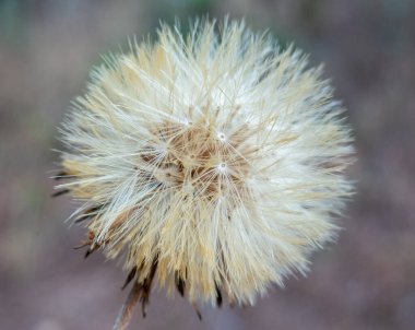 Kıllı Kedi Kulağı ya da Flatweed Tohum Kafası Ormanda.