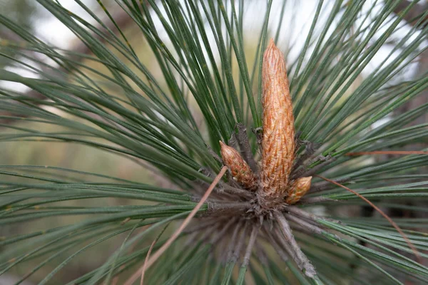 Tannennadeln Ragten Aus Einem Zweig Einer Kiefer Wald — Stockfoto