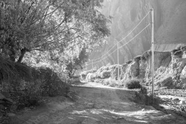 Parlak sarı ağaçlarla kaplı toprak bir yol..