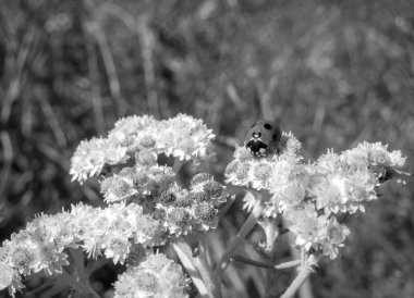 Bir çayırda beyaz bir çiçekte oturan uğur böceği..
