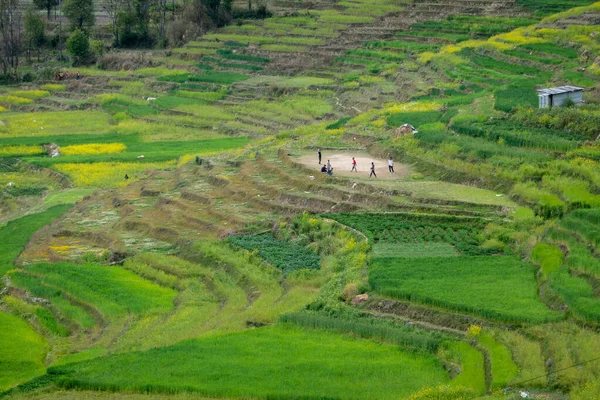 Beautiful Green Terraces Hillside Nepal — Stock Photo, Image
