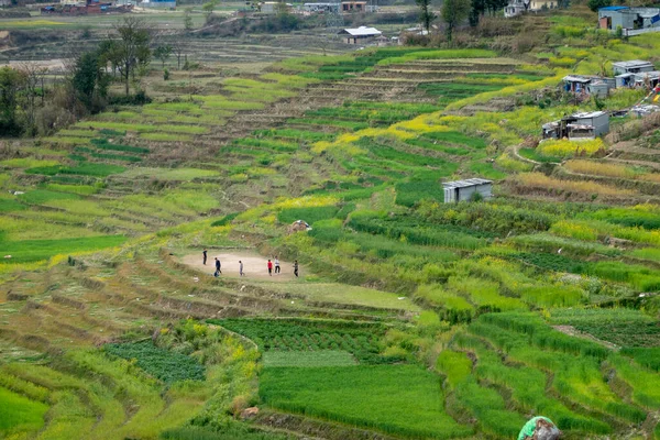 Beautiful Green Terraces Hillside Nepal — Stock Photo, Image