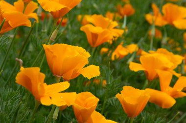 Renkli sarı gelincik çiçeğiyle dolu güzel bir bahçe..