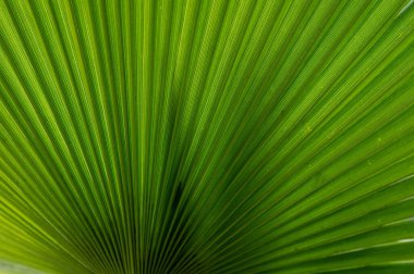 Bahçedeki yeşil bir botanik yaprağının yakın çekimi..