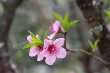 Bahar mevsiminin ilk zamanlarının güzel pembe çiçekleri.