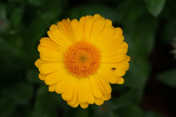 Beautiful Yellow Flowers Outdoor Garden — Stock Photo, Image