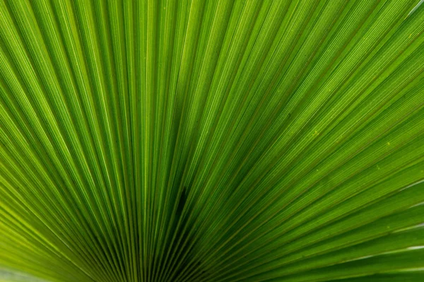 A close-up of a green botanical leaf in a garden.