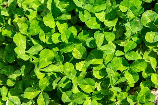 Background Clover Leaf Carpeting Ground — Stock Photo, Image