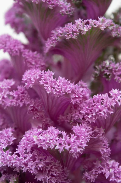 Beautiful Colors Ornamental Kael Plant — Stock Photo, Image