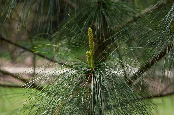 Beleza Das Agulhas Pinheiro Verde Pinheiro — Fotografia de Stock