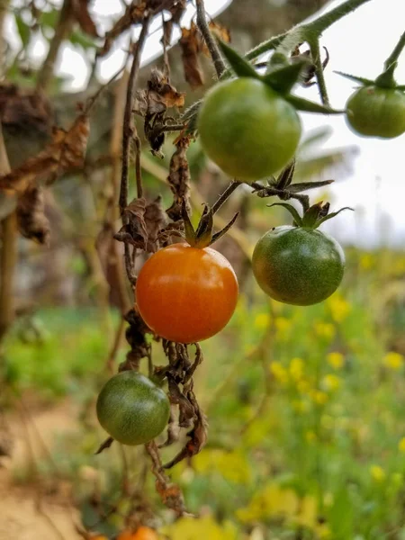 Some tomatoes hanging on the plant in the garden.