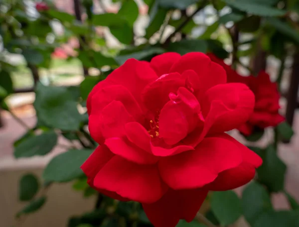 Eine Leuchtend Rote Rose Auf Einem Rosenstrauch Garten — Stockfoto