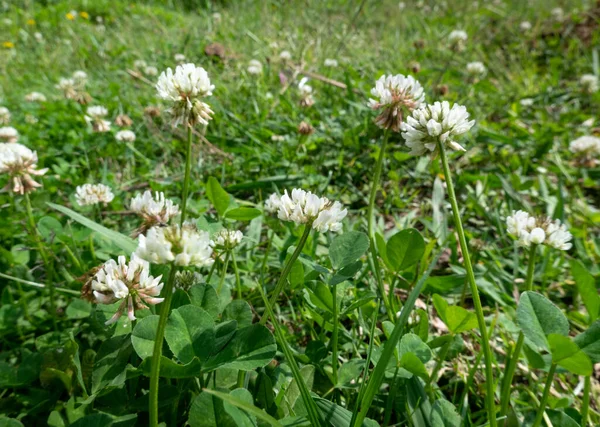 Some white clover flowers on the green of the lawn.